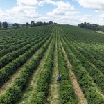 Millonarios x São Paulo: onde assistir, horário e escalações na Sul-Americana