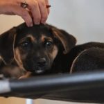 Brasil e Espanha assinam acordos sobre big techs e tecnologia digital